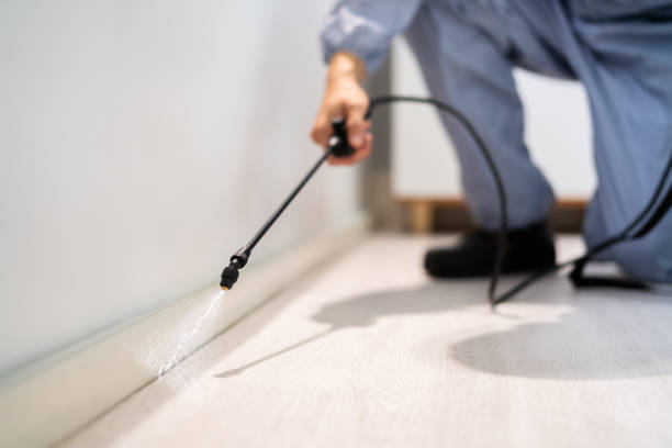 Licensed Termite Control service in Bridgeport, AL - Nex Pest Control