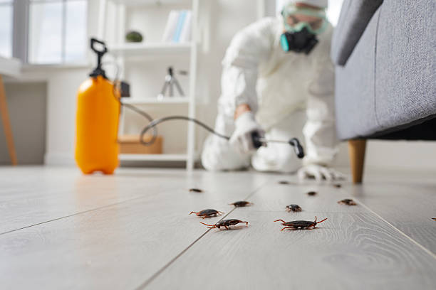 Affordable Termite Control solutions in Bridgeport, AL